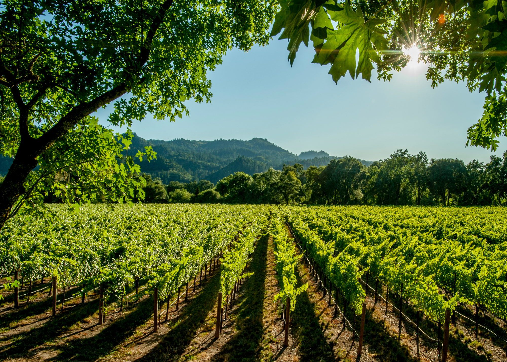 Napa, California
